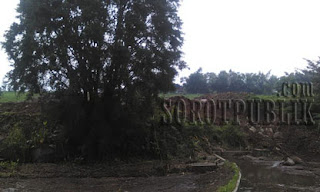 Pohon Misteri Yang Menghebohkan Masyarakat Jawa Timur