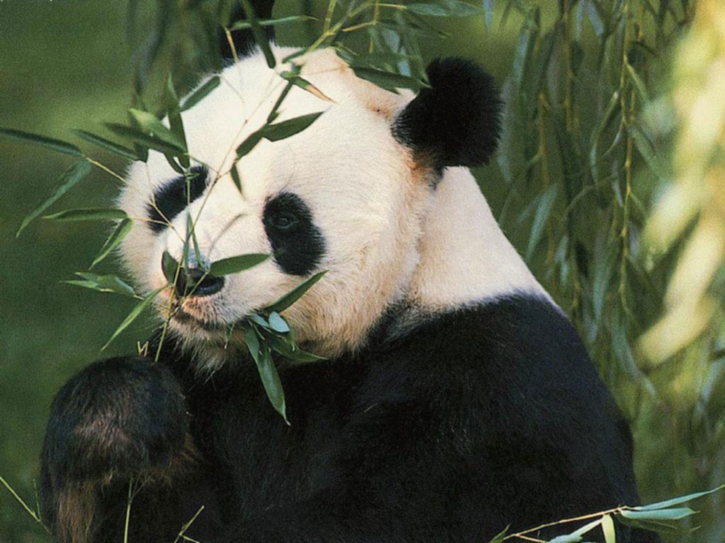 Panda  bear  pictures with funny  Exclusive Pictures