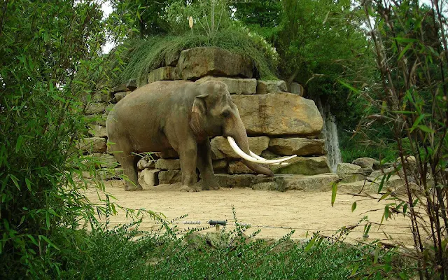 Olifant achtergrond dierentuin emmen