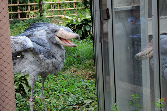 上野動物園のハシビロコウ