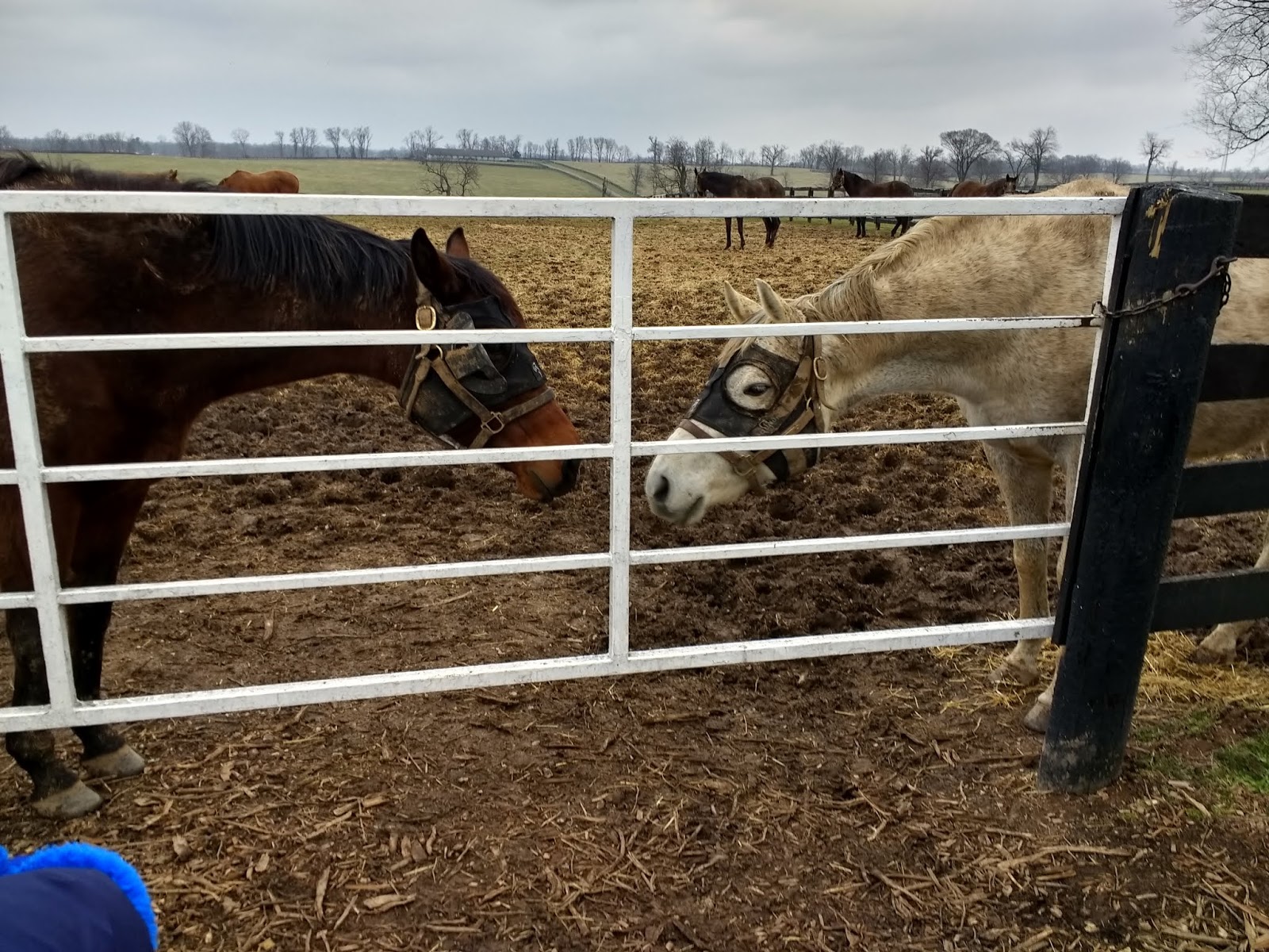 Kentucky Travels Sun Valley Horse Farm in Versailles Kentucky