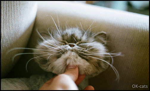 Art Kitten GIF with caption • Fluffy Persian kitty is deeply sleeping Zzzz Zzzz Coma nap No fucks given to chin rubs Art Kitten GIF with caption • Fluffy Persian kitty is deeply sleeping Zzzz Zzzz Coma nap No fucks given to chin rubs