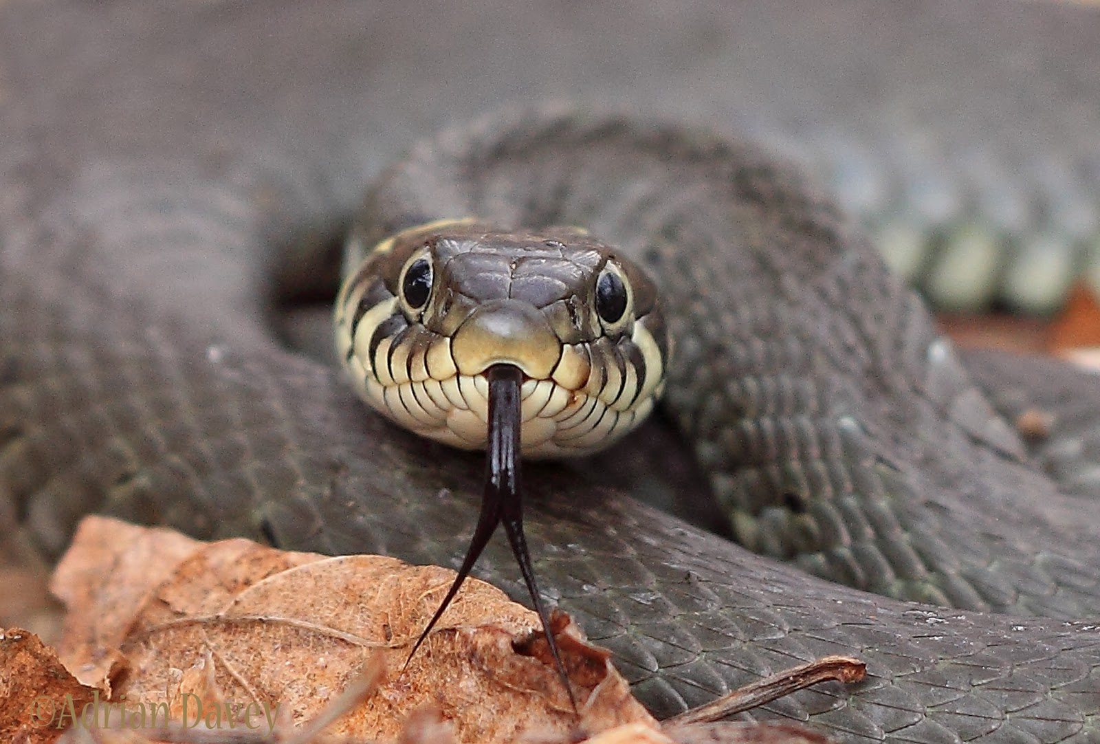 Adrian Davey Wildlife Photography Diary PolandReptiles & Amphibians