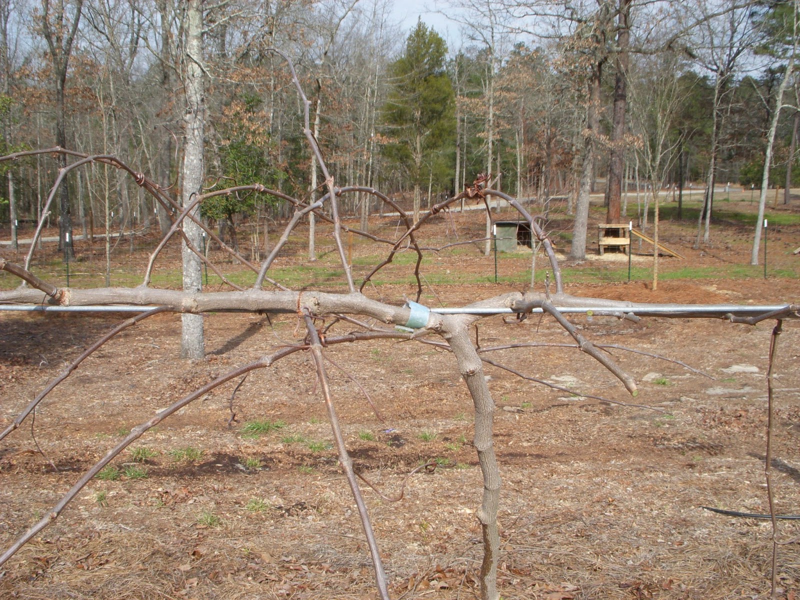 Okra Hill Farm: Perfect Day for Muscadine Pruning