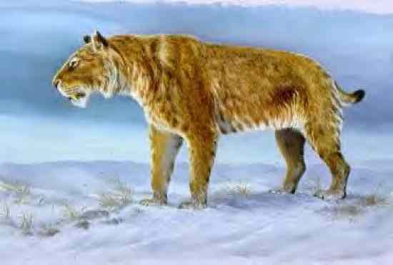 5 10 Jenis Kucing Prasejarah Terbesar Di Dunia