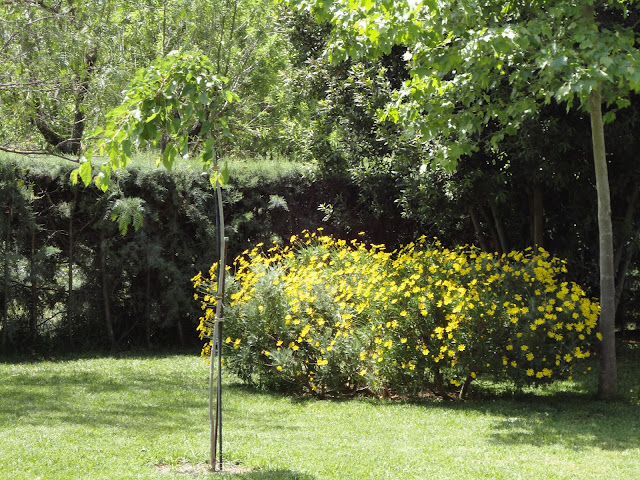 MATAS DE EURYOPS FLORECIDAS EN EL JARDÍN