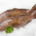 Frozen Grouper Exporters