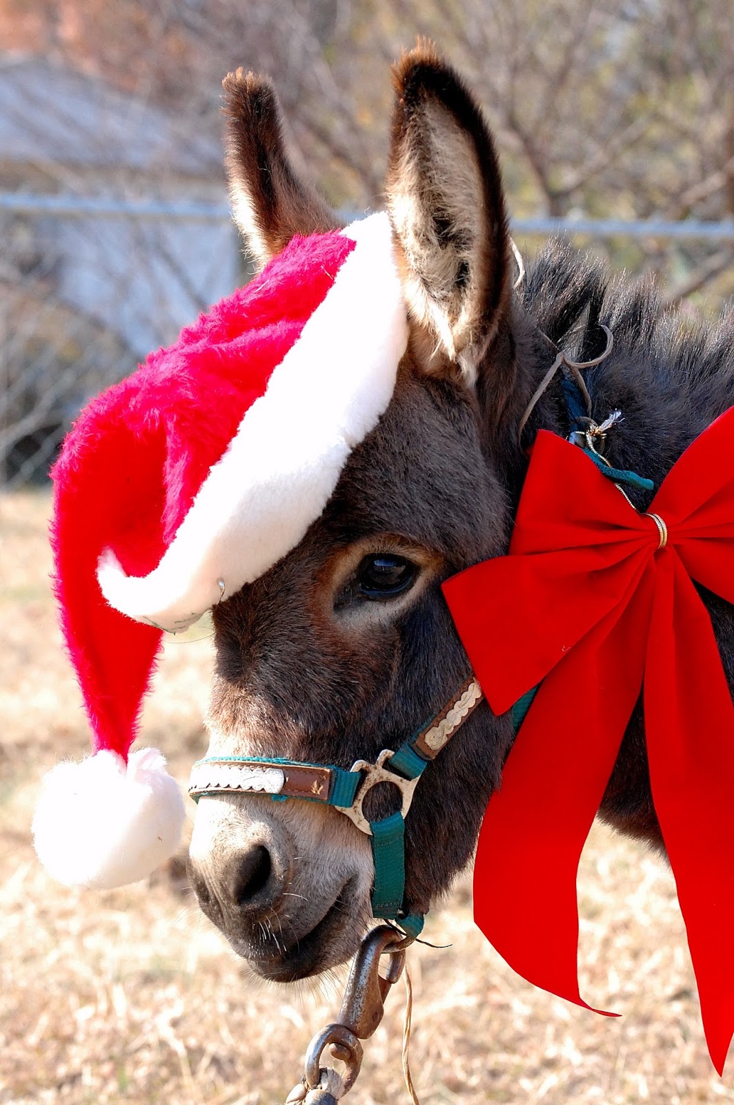 Margs Animals: Donkey Christmas