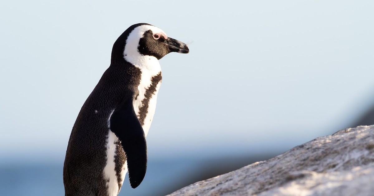 Penguins: Should They Be Considered Birds?