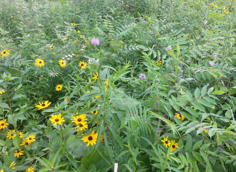 Eloise Butler Wildflower Garden and Bird Sanctuary