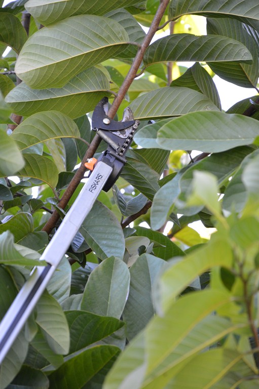 Garden Product Reviews: Telescopic Tree Pruner