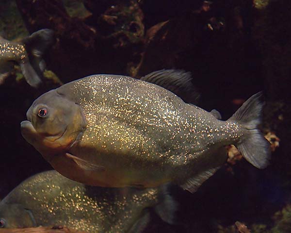 Ikan predator Piranha ini dikenal mempunyai reputasi yang jelek sebagai ikan yang akan mema Jenis Jenis Ikan Piranha Ikan Pemangsa Buas dari Amazon