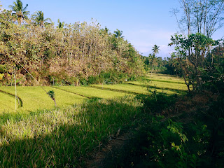 Sunny Windy Afternoon In The Farm Fields At Ringdikit Village, North Bali, Indonesia