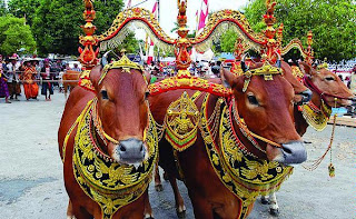 Indonesia sangat kental sekali dengan kekayaan adat istiadat maupun budayanya di seantero  Adu Balap Sapi di Madura ( Bull Race in MADURA)