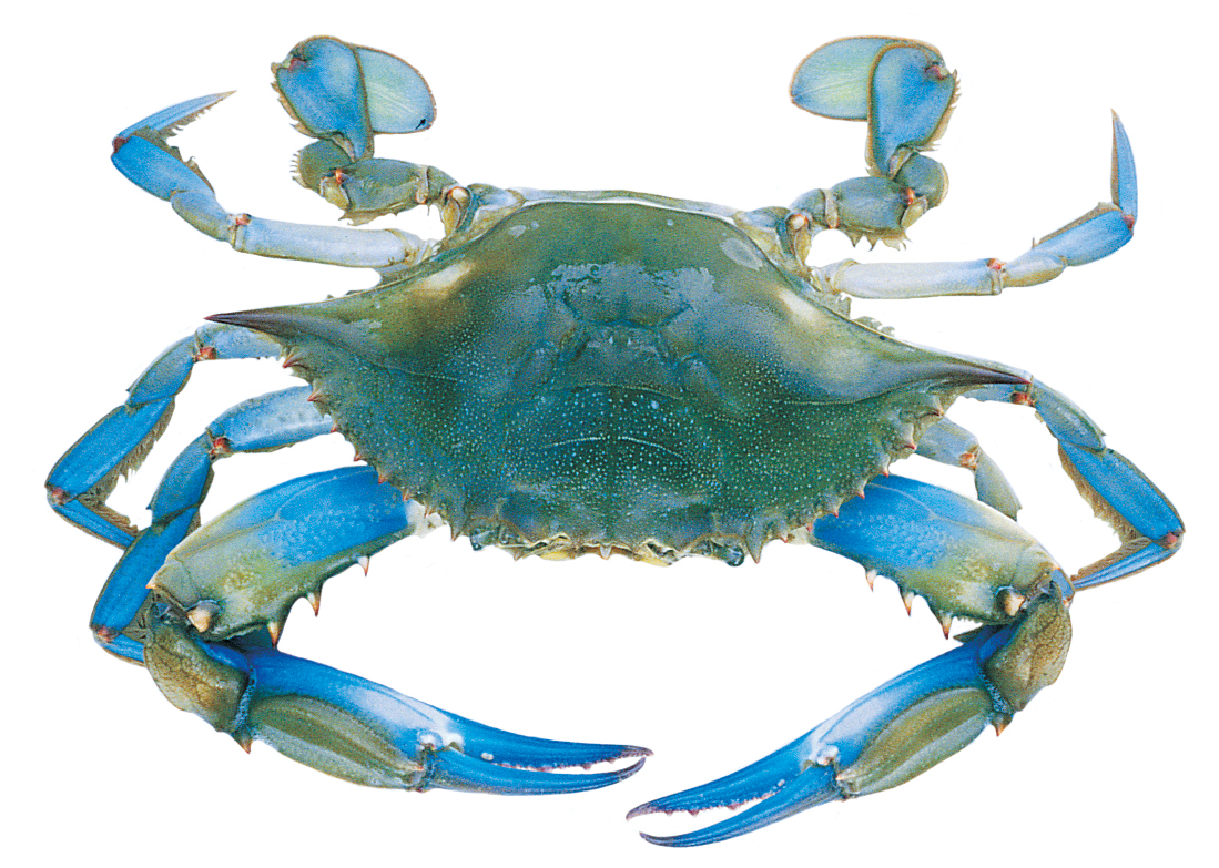 Crabs Pictures | Aquatic Sea Animals | cini clips