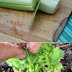 How to grow celery from stalk