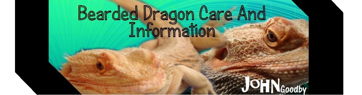 syringe-feeding-bearded-dragon-formula