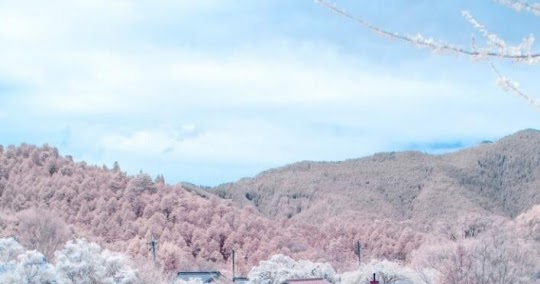  Foto Bunga  Sakura  Mekar Percikan Salju Keindahan 