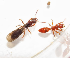 Female alate and worker of Centromyrmex feae