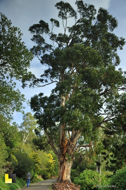 francois blachier au pied d'un eucalyptus photo Pascal Blachier