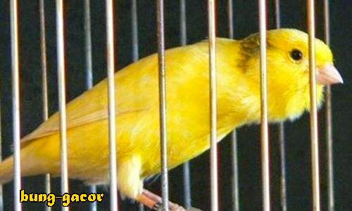 Ini dia Tips Cara Merawat Kenari Biar Cepat Gacor Ngerol
