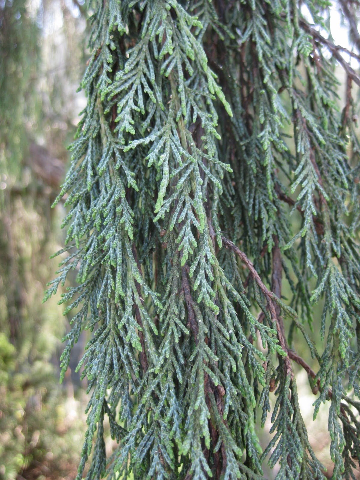 Trees of Santa Cruz County Juniperus scopulorum 'Tolleson's Weeping