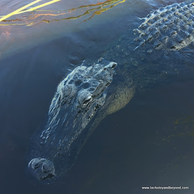 alligator at Sawgrass Recreation Park in Weston, Florida