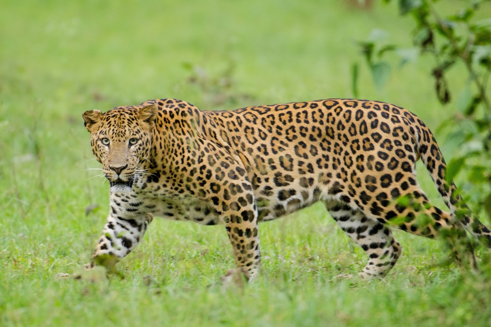 Explore Indialand: The Leopard Population Of India By Indian States