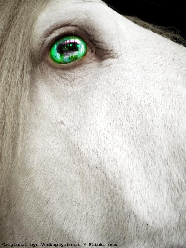 Critter Sitter's Blog Horse Eye Color Photos