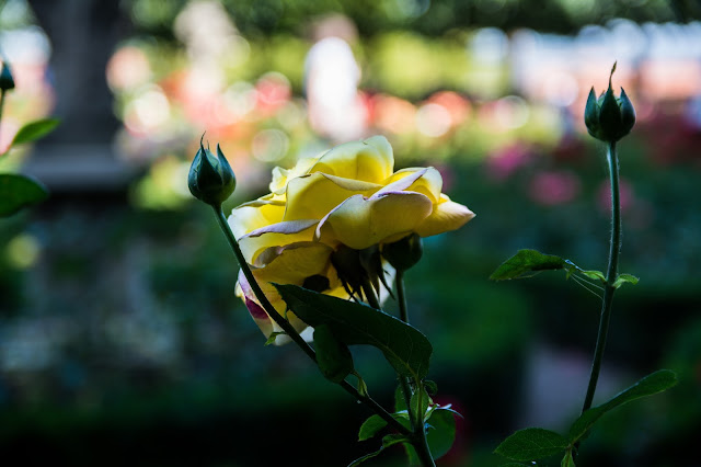 DSC_6439.jpg