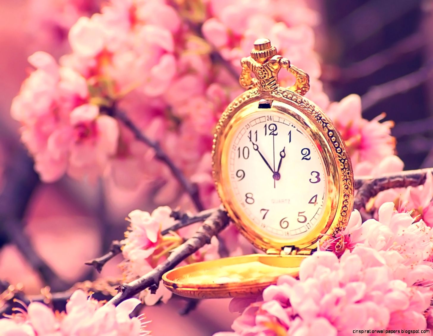 Spring Cherry Blossoms