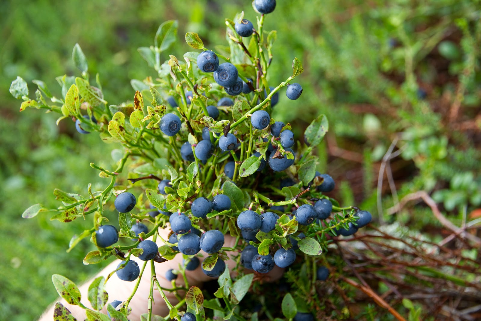 Camillas tankar: Blåbär