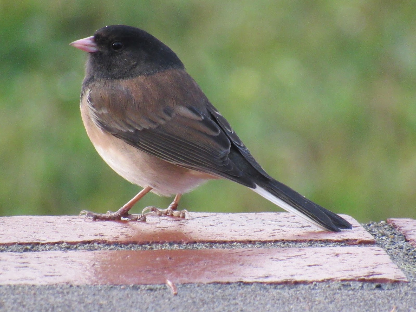 Garden Grumbles and Cross Stitch Fumbles Quiet Birds