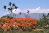 Malawi-Mulanje