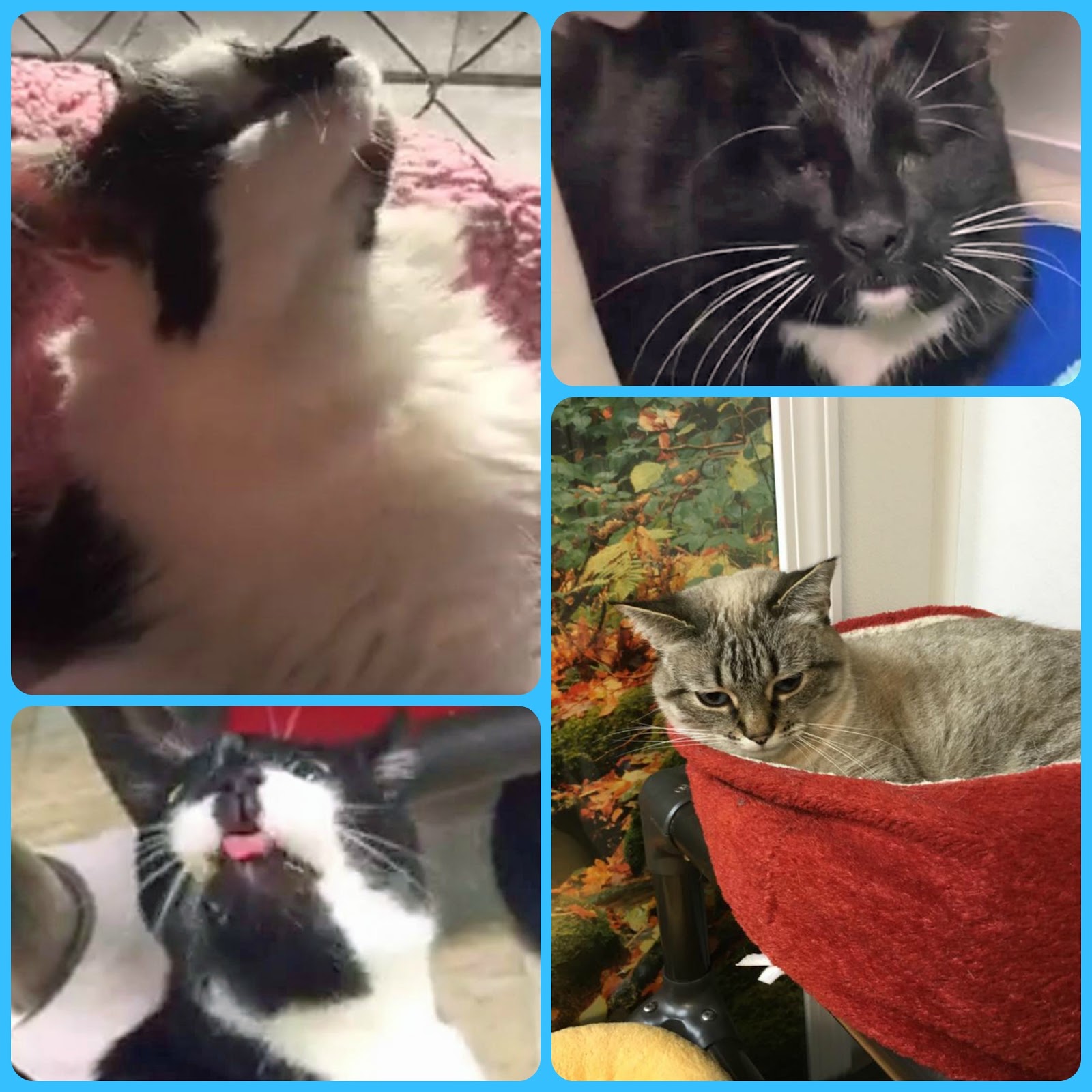 Blind Cat Rescue And Sanctuary Inc Blind Cat Rescue And Sanctuary Inc