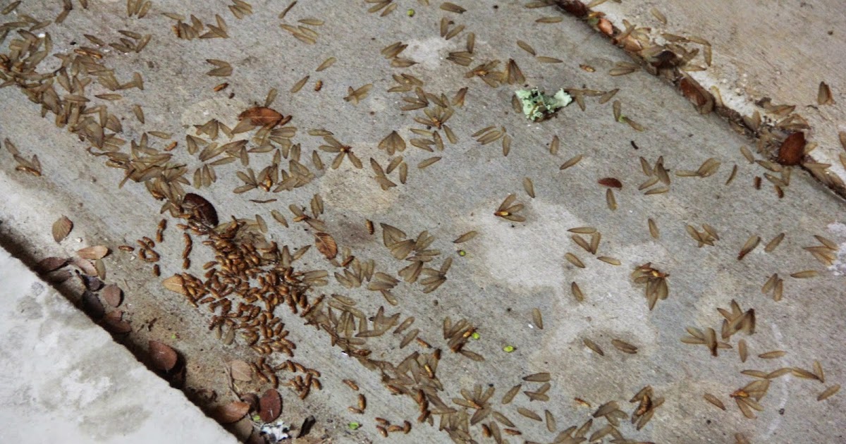 Bexar County Entomology Late News on Desert Termites