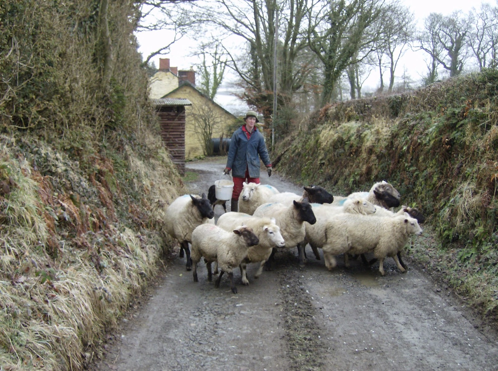 Life on a Welsh Farm Runaway Sheep, Carmarthen Journal & West Wales Farmer