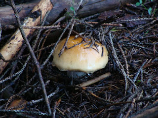 Cortinarius varius DSC69855