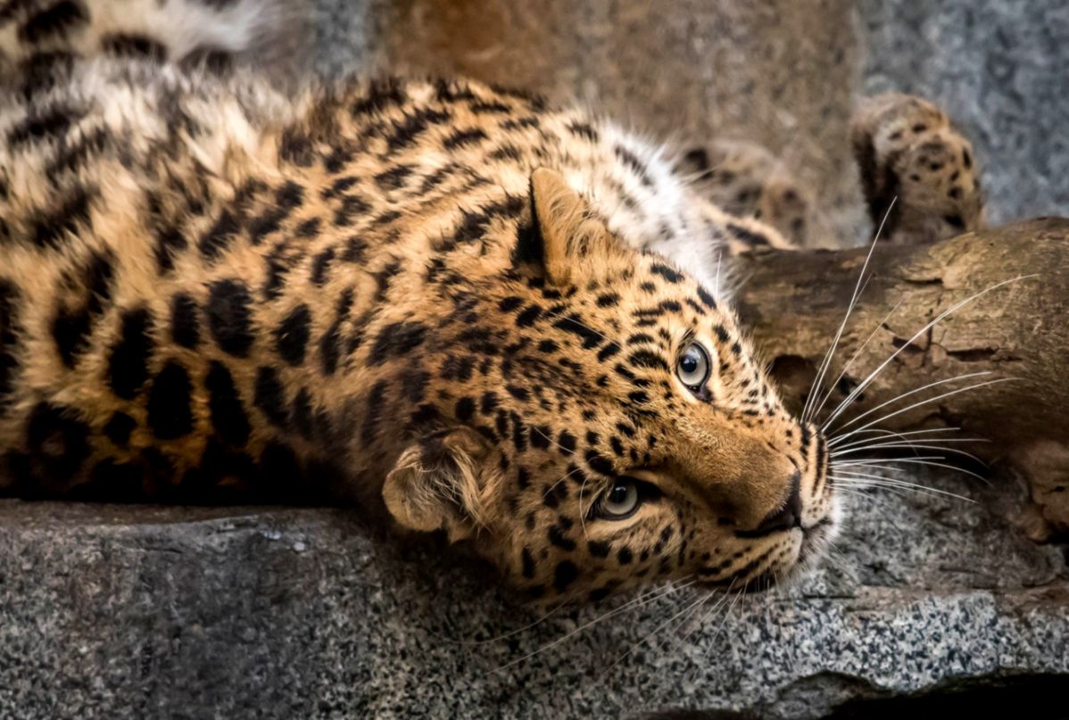 Baby Leopard Wallpaper | HD Wallpapers