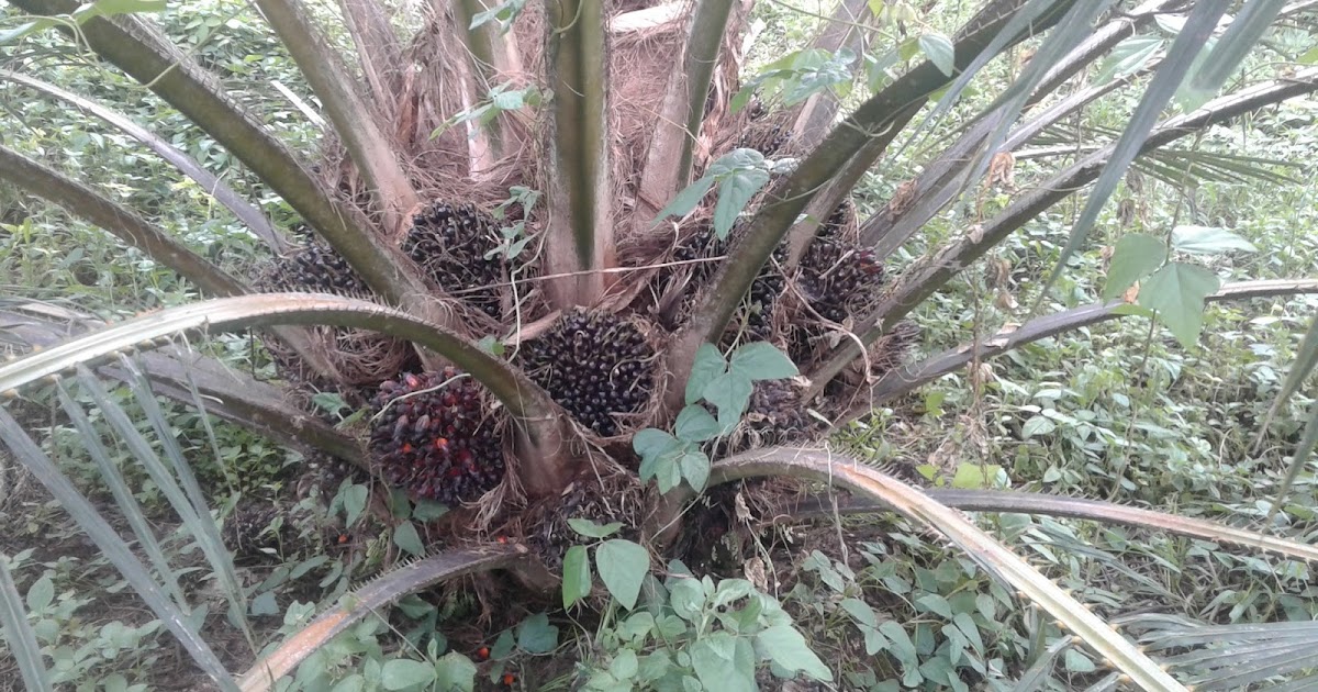 Kastrasi Buah Pasir Kelapa Sawit