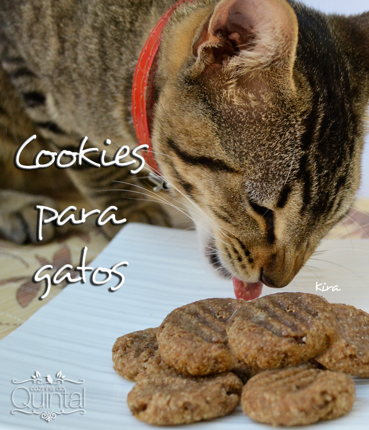 Kira, o gato da Cozinha do Quintal, provando (e aprovando) os cookies para gatos =)