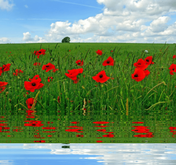 5B64F11A-8310-417F-9356-2F69A349D72B.gif