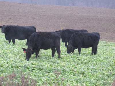 Cows grazing in the fields in December
