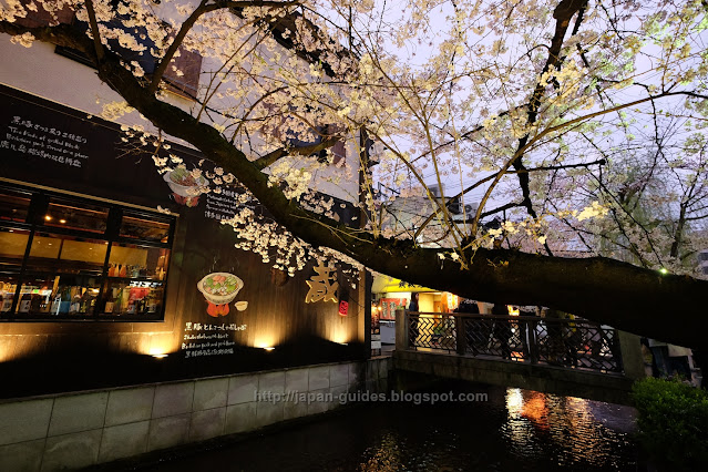 คลอง Takase-gawa Kyoto sakura spot light up