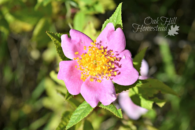 A 5-petaled pink wild rose blossom with yellow center