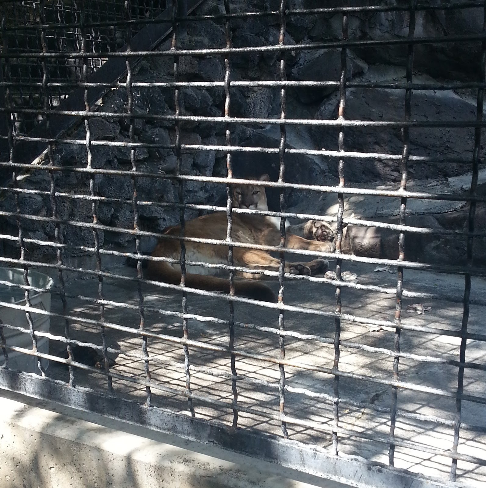 Chandler Corner Pocatello Zoo