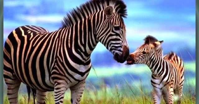 Fakta Unik Mengenai Zebra Nama Gambar Binatang Mewarnai