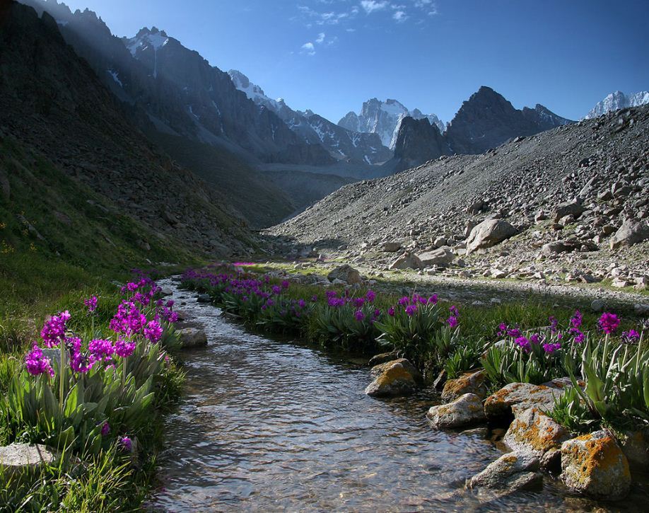 Таджикские цветы. Таджикистан горы Тянь Шань. Природа Киргизия Тянь-Шань. Киргизия горы Тянь-Шань. Тянь Шань природа Кыргызстан.
