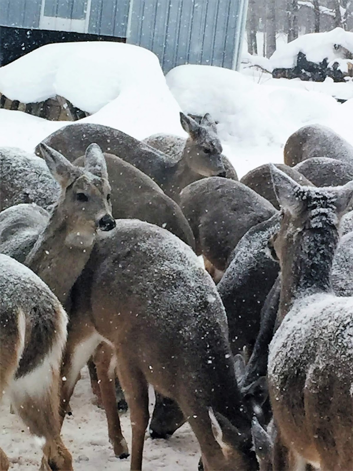 The Walking Stick The Happy Hour Bar and Restaurant in Hulbert Michigan