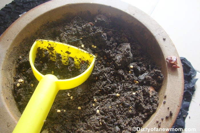 Planting chilli seeds